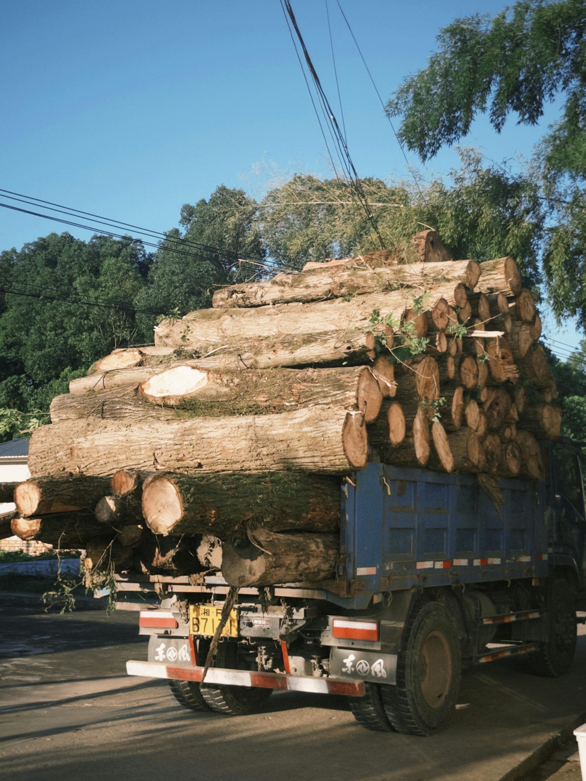 Read more about the article Wood Transformation