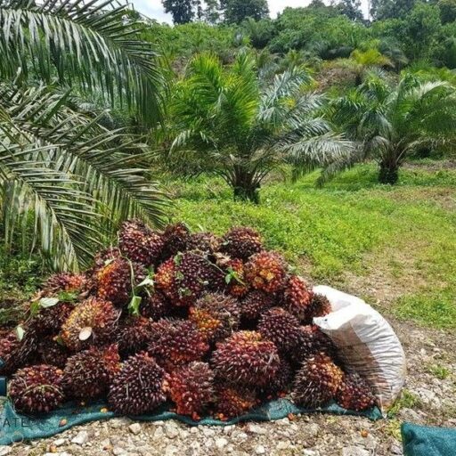 Oil Palm Africa