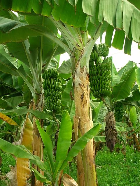 Read more about the article Launching the 250,000 Hectare Plantain