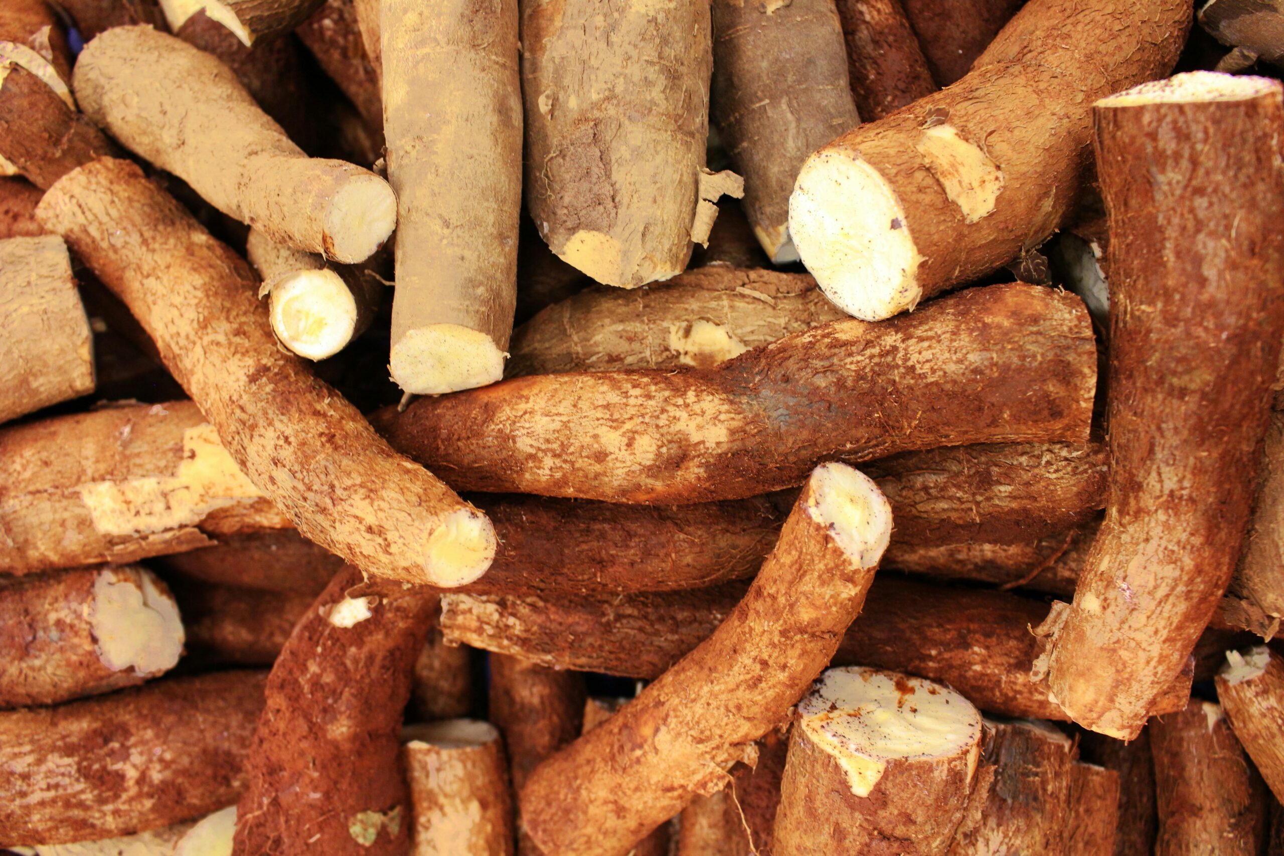 Read more about the article GEAIFEC’s 10,000 Hectare Cassava