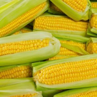 GEAIFEC’s 61,500 Hectare Corn