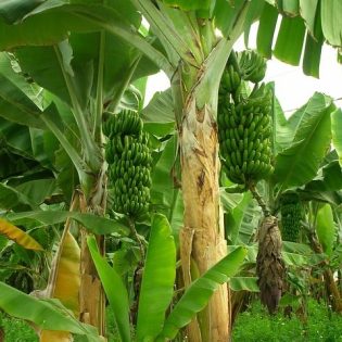 Hectare Plantain